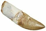 Serrated, Carcharodontosaurus Tooth With Partial Root #251684-1